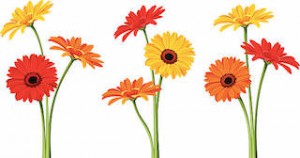 Vector colorful gerbera flowers with stems isolated on a white background.